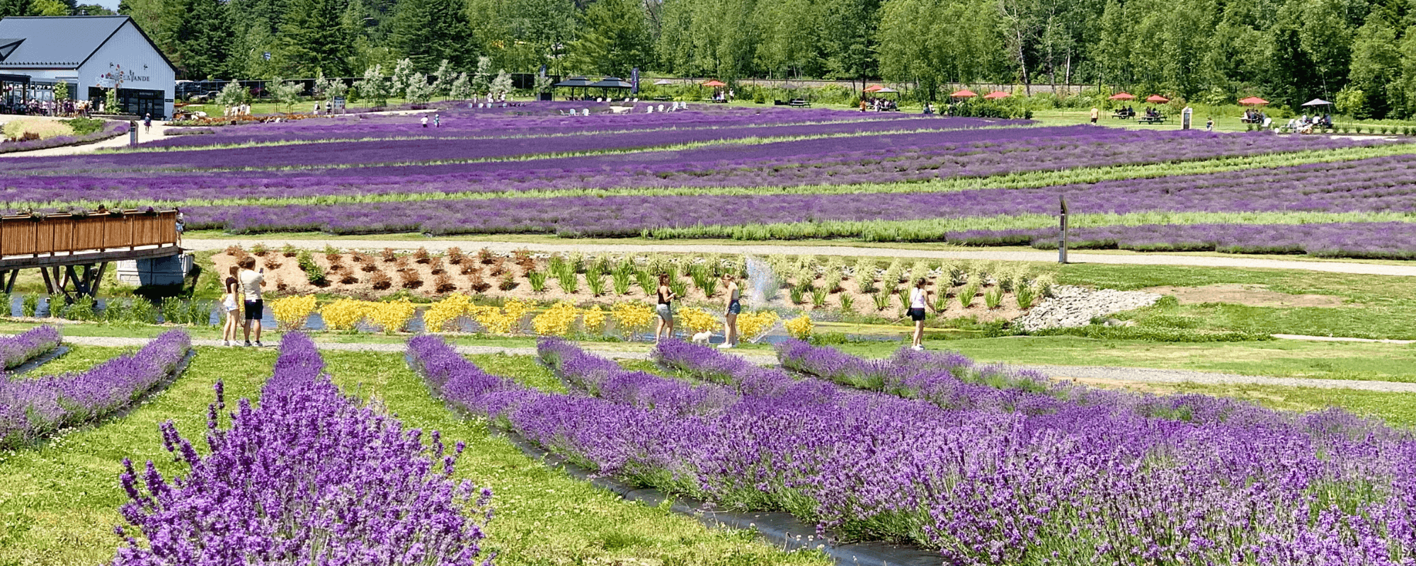 Cantons de l’est et Lavande 1 Jour